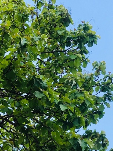 Tectona grandis