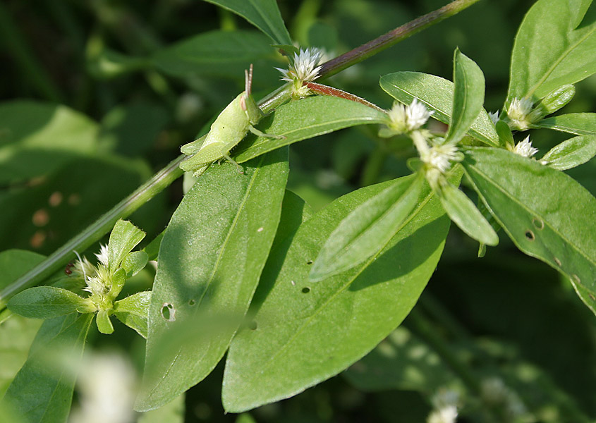 Telanthera polygonoides