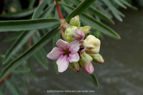 Telectadium edule