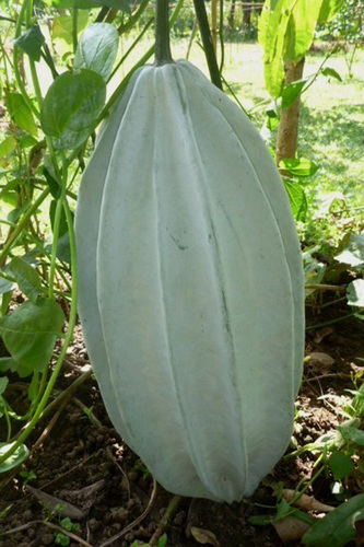 Telfairia occidentalis (Fluted pumpkin) — photo