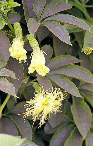 Telfairia pedata (Telfairia nut) — photo