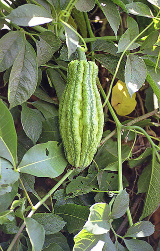 Telfairia pedata (Telfairia nut) — photo