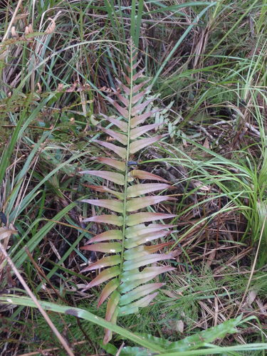 Telmatoblechnum indicum (Bungwall fern) — photo