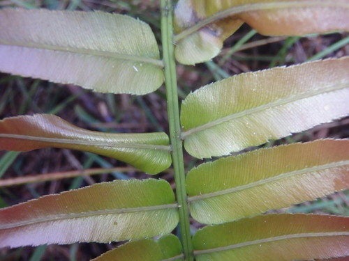 Telmatoblechnum indicum (Bungwall fern) — photo