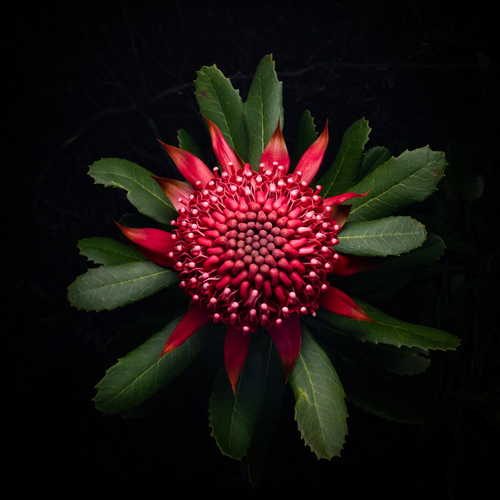 Telopea speciosissima (Waratah) — photo