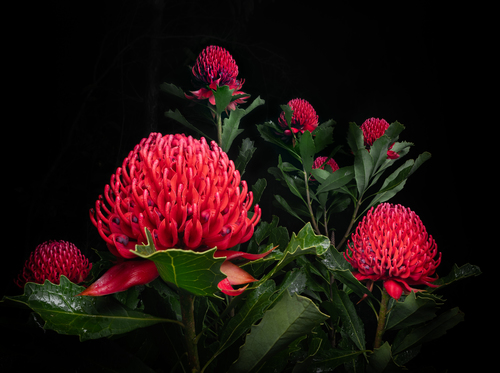 Telopea speciosissima (Waratah) — photo