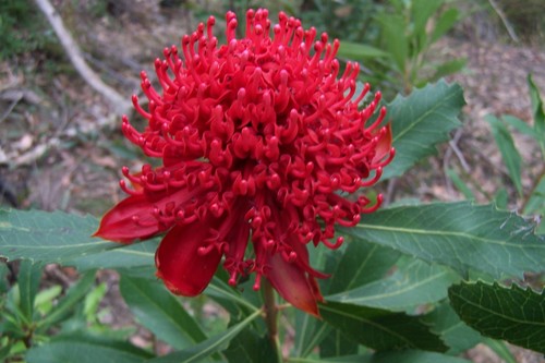 Telopea speciosissima