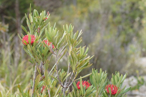 Telopea truncata (Tasmanian waratah) — photo