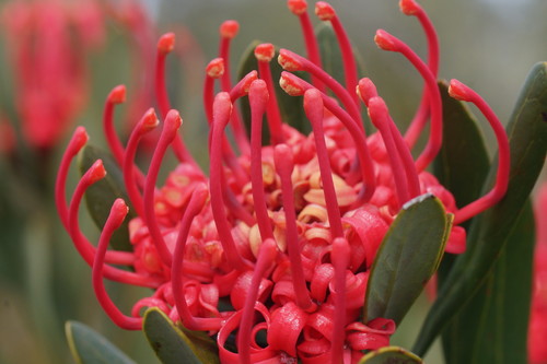 Telopea truncata (Tasmanian waratah) — photo