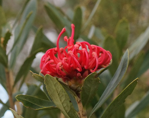 Telopea truncata