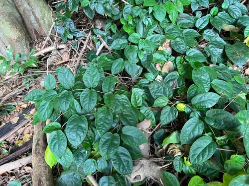 Telosma africana — photo