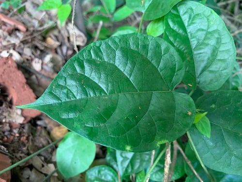 Telosma africana