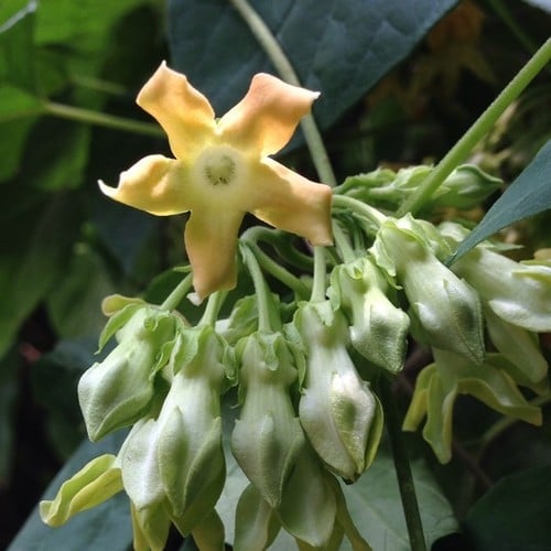 Telosma cordata