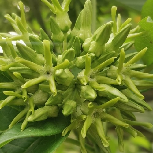 Telosma procumbens