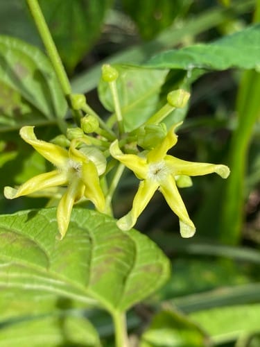 Telosma procumbens (Dukep) — photo
