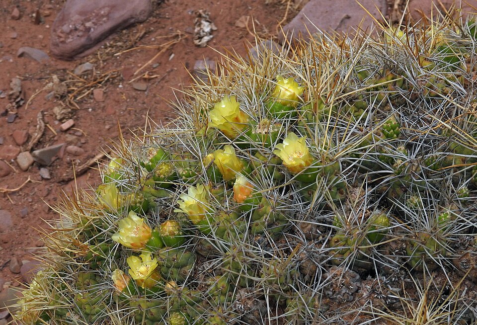 Tephrocactus chichensis — photo