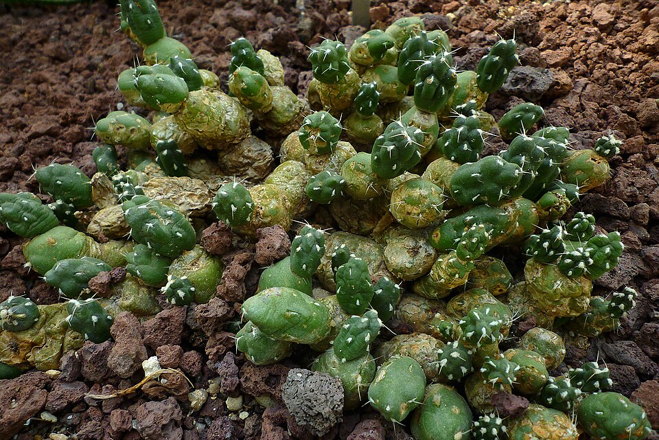 Tephrocactus chichensis