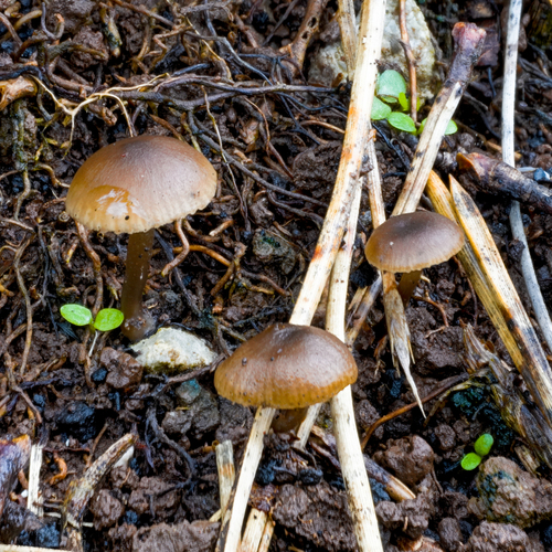 Tephrocybe atrata — photo