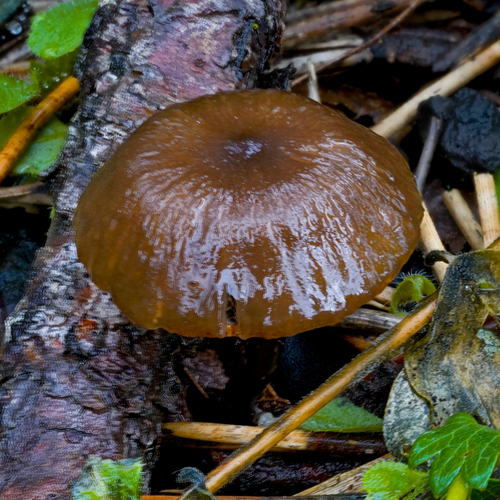 Tephrocybe atrata — photo