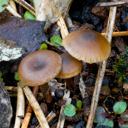 Tephrocybe atrata