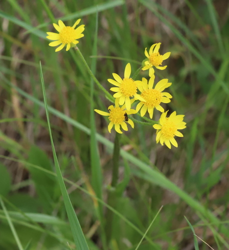 Tephroseris integrifolia — photo