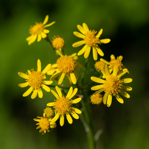 Tephroseris integrifolia — photo