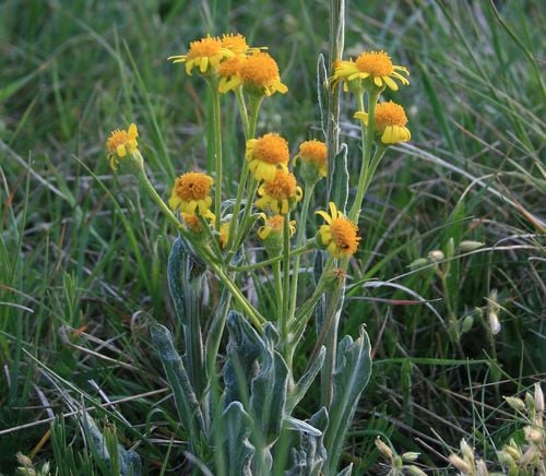 Tephroseris integrifolia