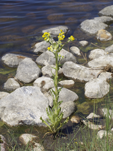 Tephroseris palustris (Marsh fleawort) — photo