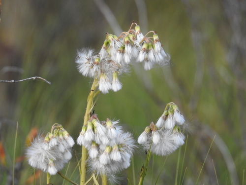 Tephroseris palustris (Marsh fleawort) — photo