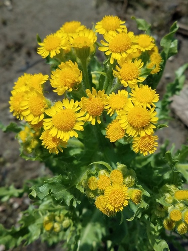 Tephroseris palustris