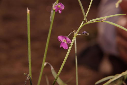 Tephrosia dregeana