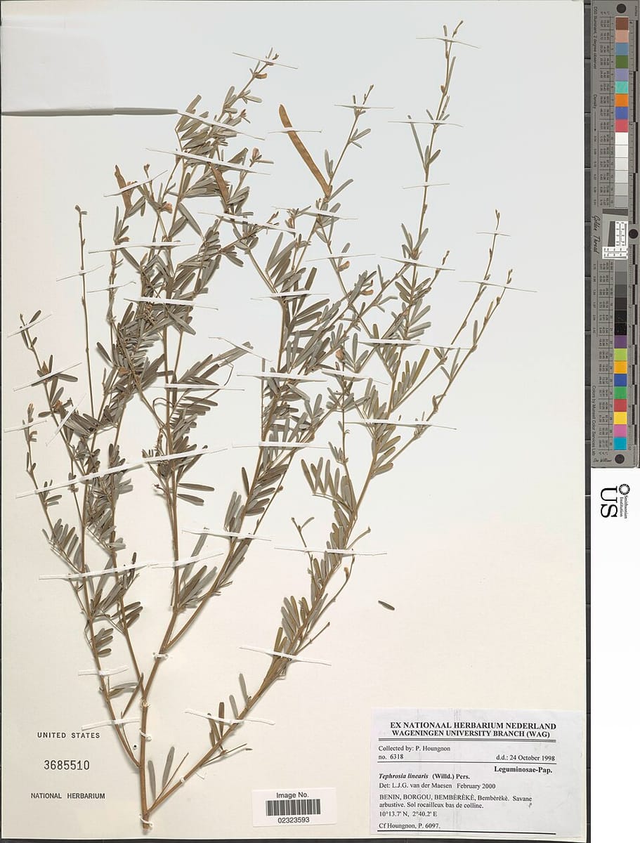 Tephrosia linearis — photo