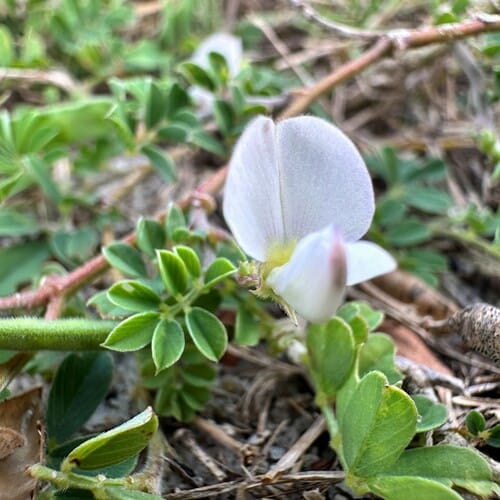 Tephrosia pumila — photo