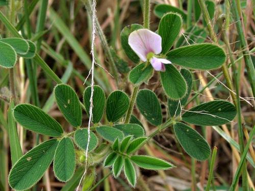 Tephrosia pumila