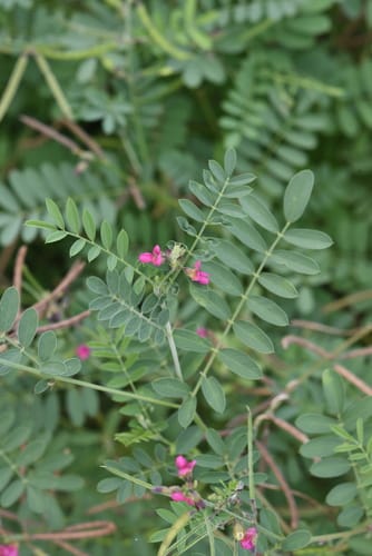 Tephrosia purpurea