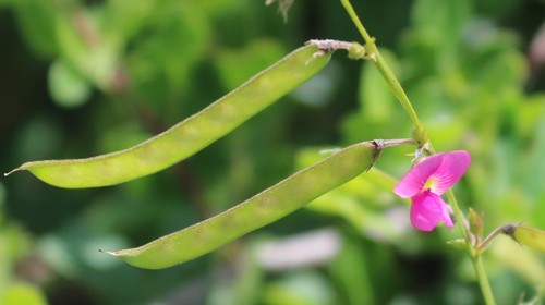 Tephrosia purpurea subsp. leptostachya