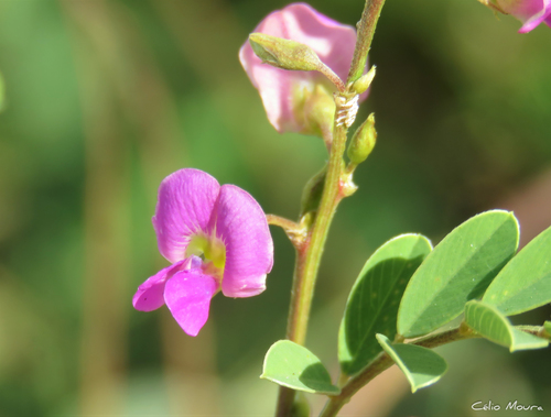 Tephrosia purpurea (Purple tephrosia) — photo