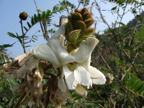 Tephrosia vogelii (Fish-poison-bean) — photo
