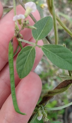 Teramnus labialis — photo