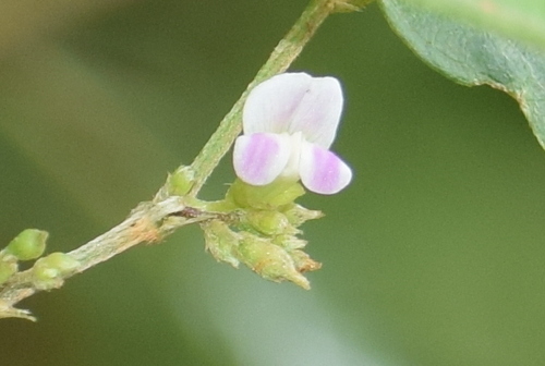 Teramnus labialis