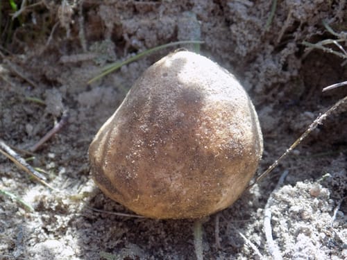 Terfezia arenaria