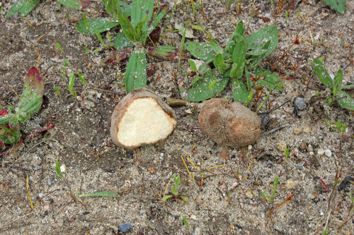 Terfezia arenaria (Desert truffle) — photo