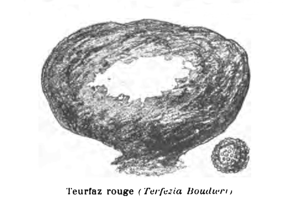 Terfezia boudieri