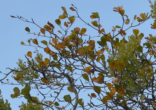 Terminalia arenicola (Brown damson) — photo