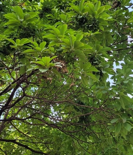 Terminalia argentea — photo