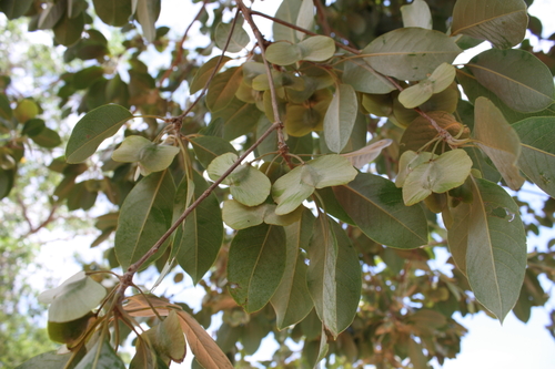 Terminalia argentea