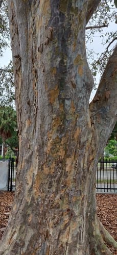 Terminalia arjuna (Arjuna) — photo