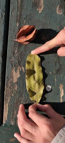 Terminalia arjuna (Arjuna) — photo