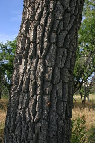 Terminalia arostrata (Nutwood) — photo