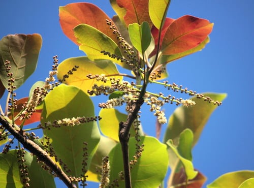 Terminalia bellirica